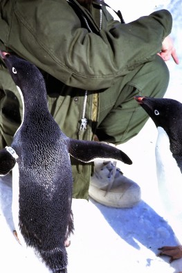 Getting up close with the wildlife - a curious Adelie penguin.